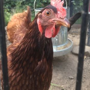 Meet your Posher, Denney